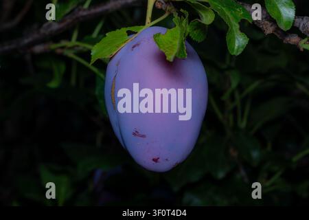 Ripe Plum Hanging on Tree Branch in Golden Sunlight. Stock Photo
