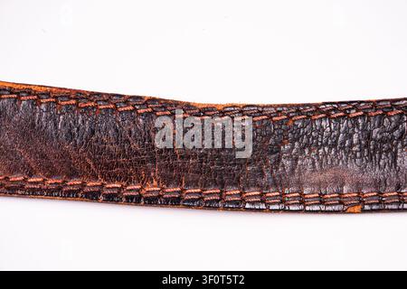 Dark brown leather belt with intricate stitching laid flat against white background, showcasing craftsmanship and quality details, emphasizing texture Stock Photo