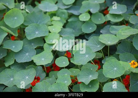 A close-up view of green lotus leaves with red stems and a single yellow flower Stock Photo