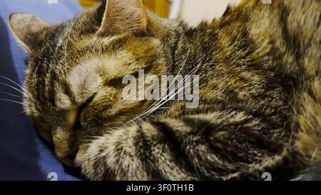 Close up of beautiful tabby cat sleeping on sofa at home. Pretty kitten resting at home. Cute kitten relaxing on bed at house. Concept of adorable Stock Photo