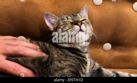 Male arm strokes cute tabby cat lying on sofa. Hand of guy petting small domestic kitty at home. Young man playing with beautiful kitten at home Stock Photo
