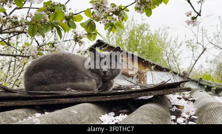 Stray gray cat lies on roof of small rural structure, calmly observing its surroundings. Scene highlights kitty lives outdoor without home, resting in Stock Photo