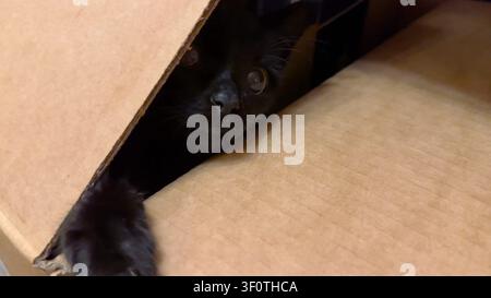 Little black kitten sits inside a cardboard box, stretching one paw over the edge. It looks out with quiet curiosity, cautiously exploring the world Stock Photo