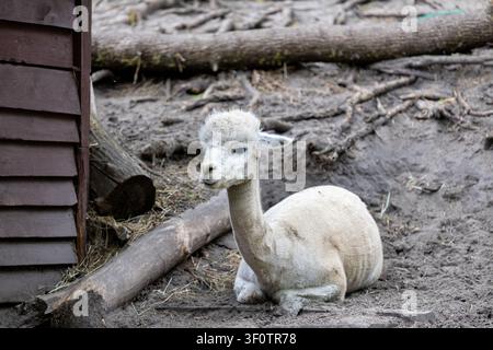 An alpaca sits on muddy ground in an outdoor enclosure. The animal has a trimmed coat and a fluffy head. Logs and branches lie around the area. Stock Photo