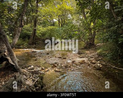 A shallow stream flows through a wooded riverbank with exposed tree roots, pebbles, clear water and dense greenery in a natural southern French proven Stock Photo