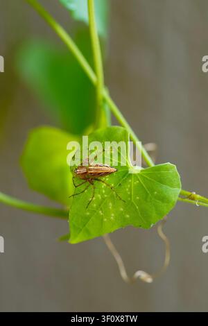 A striking macro close-up of a brown lynx spider with its distinctive striped body and spiny legs, resting on a vibrant green plant leaf. Captures the Stock Photo