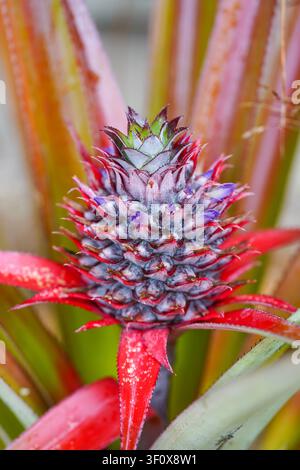 A captivating close-up of an immature pineapple fruit still on its plant, showcasing a beautiful array of red, purple, and green hues. Ideal for botan Stock Photo