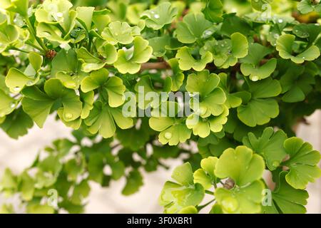 Ginkgo biloba green leaves with fresh water drops after rain close up. Natural foliage background for organic eco product design. Clean plant macro Stock Photo