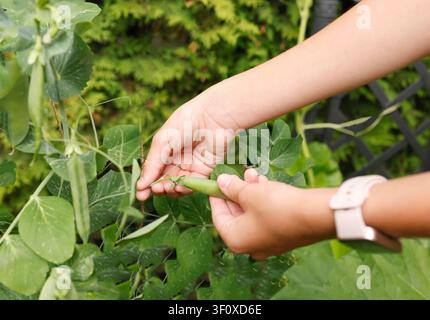 Child hands harvesting fresh green pea pod in summer garden close up. Organic farming and homegrown vegetable picking concept. Healthy eco friendly Stock Photo