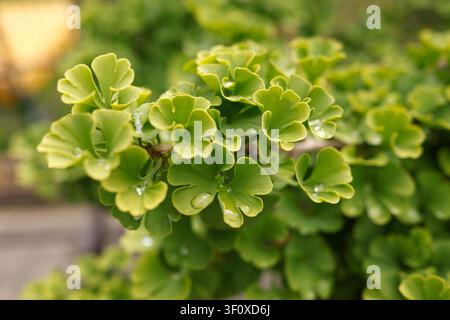 Vibrant green ginkgo biloba leaves covered in shiny water drops after summer rain. Abstract natural foliage texture background for environmental Stock Photo