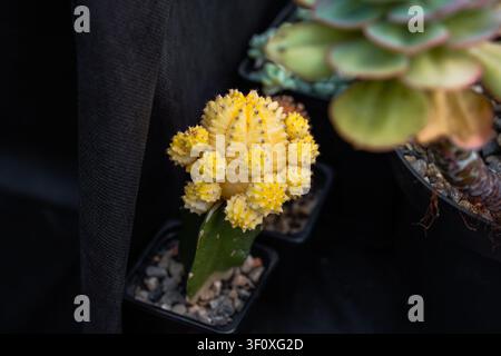 Yellow Gymnocalycium mihanovichii Friedrichii Hibotan moon cactus grafted on a green rootstock close up copy space Stock Photo