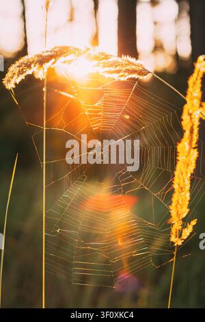 delicate spider web caught on tall grass during golden hour sunset. Stock Photo