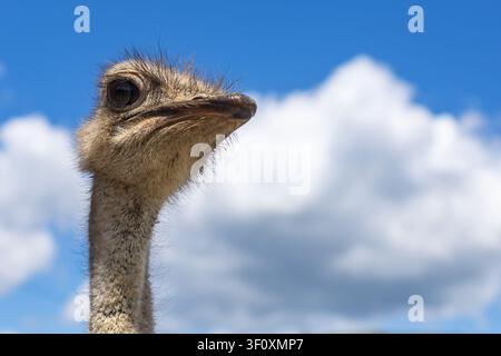 Close-Up Ostrich Portrait Against Blue Sky. Close-up portrait of an ostrich with a long neck against a vivid blue sky and soft white clouds. Copy Stock Photo
