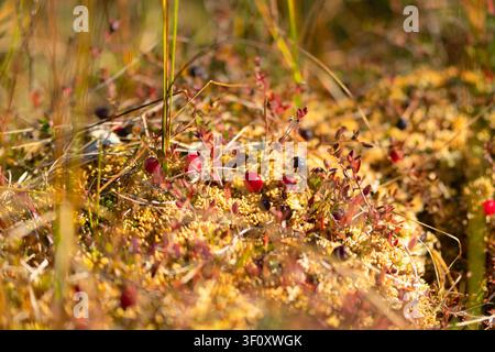 Cranberries grow wild on a bog, wild berries thriving in a natural habitat in closeup. The organic, peaceful harvest of fresh food ripens in a serene wetland amid moss on an autumn day. Stock Photo