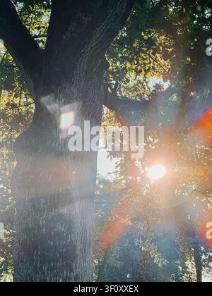 Golden sunlight streams through the canopy of a majestic oak tree, creating vibrant lens flare and illuminating textured bark and lush foliage. Perfec Stock Photo