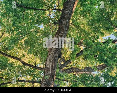 Upward view of a mature oak tree with a lush green canopy illuminated by warm sunlight. Ideal for themes of nature, environment, sustainability, growt Stock Photo