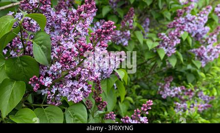 Purple lilac flowers blooming on lush green foliage in a garden setting, showcasing vibrant clusters and healthy leaves under natural sunlight Stock Photo