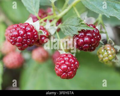 Close-up of a cluster of vibrant red ripening raspberries on a branch. Organic Rubus fruit growing in a sunny garden under bright natural light Stock Photo