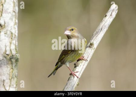European Greenfinch (Chloris chloris) perched on a dry wooden branch with blurred background Stock Photo