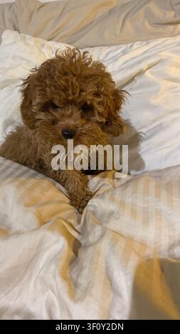 Small toy poodle sitting on soft white bedding indoors with an adorable expression in a cozy home setting. Stock Photo