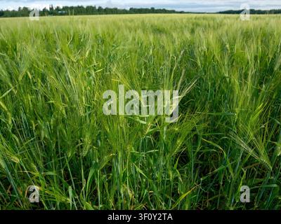 A detailed macro close-up of young, vibrant green barley ears and grains growing in an agricultural field on a bright summer day Stock Photo