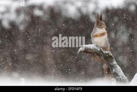 Red squirrel perched on a snow covered branch during heavy snowfall Stock Photo