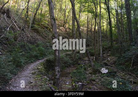A narrow dirt path winds alongside a gentle stream through a dense, sun-dappled green forest in the mountains. Stock Photo