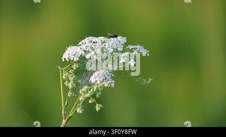 View of a white cow parsley flower with a small fly resting on its delicate petals and fine spiderwebs against a soft green background in Wunstorf, Lo Stock Photo