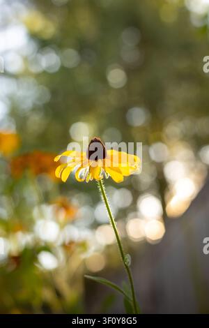 A single yellow flower catching golden hour light Stock Photo