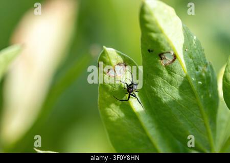 Small black jumping spider walking on a fresh green plant leaf, finding camouflage in a vibrant natural environment Stock Photo