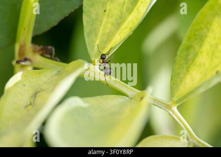 Ant crawling on a plant stem with green and yellow leaves, showcasing insect life and nature's detail Stock Photo