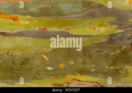 The bark pattern of the Leda tree or Eucalyptus deglupta is a tall tree species, commonly known as rainbow wood, leda, garang or aren. Background patt Stock Photo