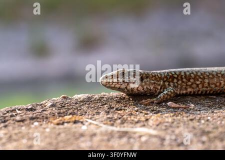 Head portrait of a common wall lizard (Podarcis muralis) resting on a sunlit stone surface, Cairo, Egypt Stock Photo
