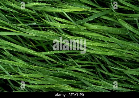Fresh green grass covered with raindrops after rain, natural background, close-up Stock Photo