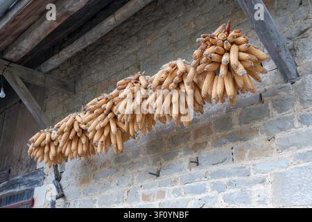 Hanging Dried Corn Cobs on Rustic Stone Wall Representing Harvest and Traditional Farming Practices Stock Photo
