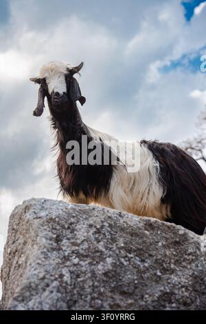 A low angle shot of a shaggy black and white goat standing on a boulder against a cloudy sky in the Himalayas. Stock Photo