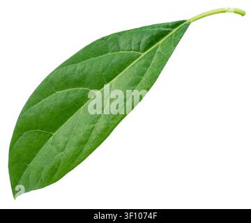 Fresh green leaf of an avocado tree isolated on a white background. Botanical asset. Clipping path. Stock Photo