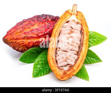 Red cocoa fruits or cocoa pods over green leaves isolated on white background. Stock Photo