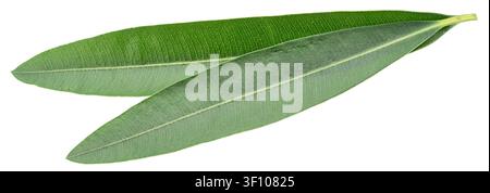 Green oleander leaves isolated on a white background. Clipping path. Stock Photo