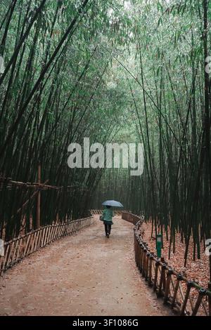 A lone person walking along a wet path through a dense bamboo grove in the rain Stock Photo