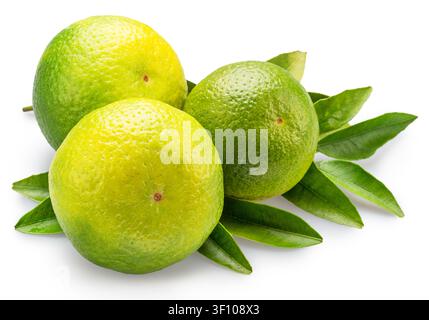 Three green tangerines and tangerine leaves isolated on white background. File contains clipping paths. Stock Photo