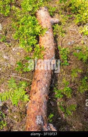 Vertical view of a fallen pine log with textured bark lying on a forest floor surrounded by green plants. Great for woodland textures, nature Stock Photo