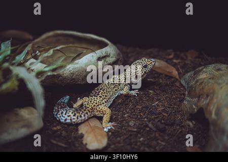 Quinta de Santo Inácio, Vila Nova de Gaia, Portugal, a leopard gecko crawls on dirt ground inside its terrarium enclosure. Stock Photo