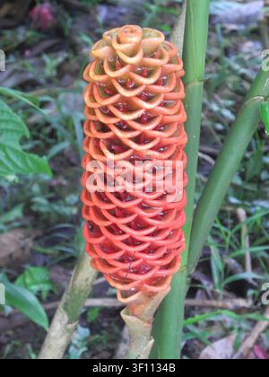 Close-Up of Wild Beehive Ginger (Zingiber sp.) in the Ecuadorian Amazon Stock Photo
