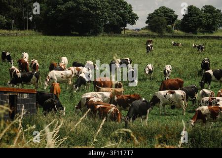 Large herd of dairy cattle grazing in a green pasture in Weaver Hills, Staffordshire. Stock Photo
