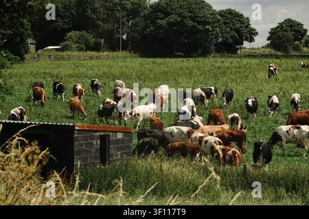 Large herd of dairy cattle grazing in a green pasture in Weaver Hills, Staffordshire. Stock Photo