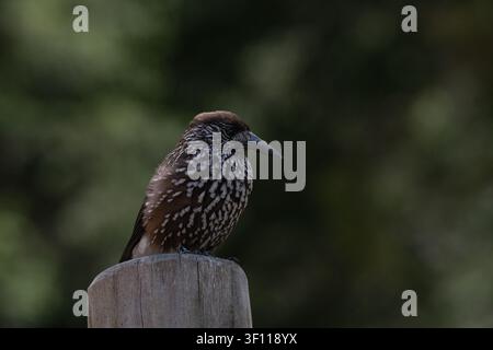Spotted nutcracker bird with distinctive plumage perching on a wooden post against blurred green background Stock Photo