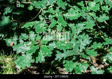 Vivid green oak leaves flutter softly in a gentle breeze, illuminated by the warm rays of sunlight filtering through the trees. Stock Photo