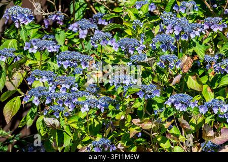 In a lush garden, vibrant blue lacecap hydrangea flowers bask in the summer sunshine, their delicate petals glowing against rich green leaves. Nature' Stock Photo