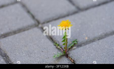 A single yellow dandelion flower grows through a gap between concrete paving stones on a sidewalk. Stock Photo